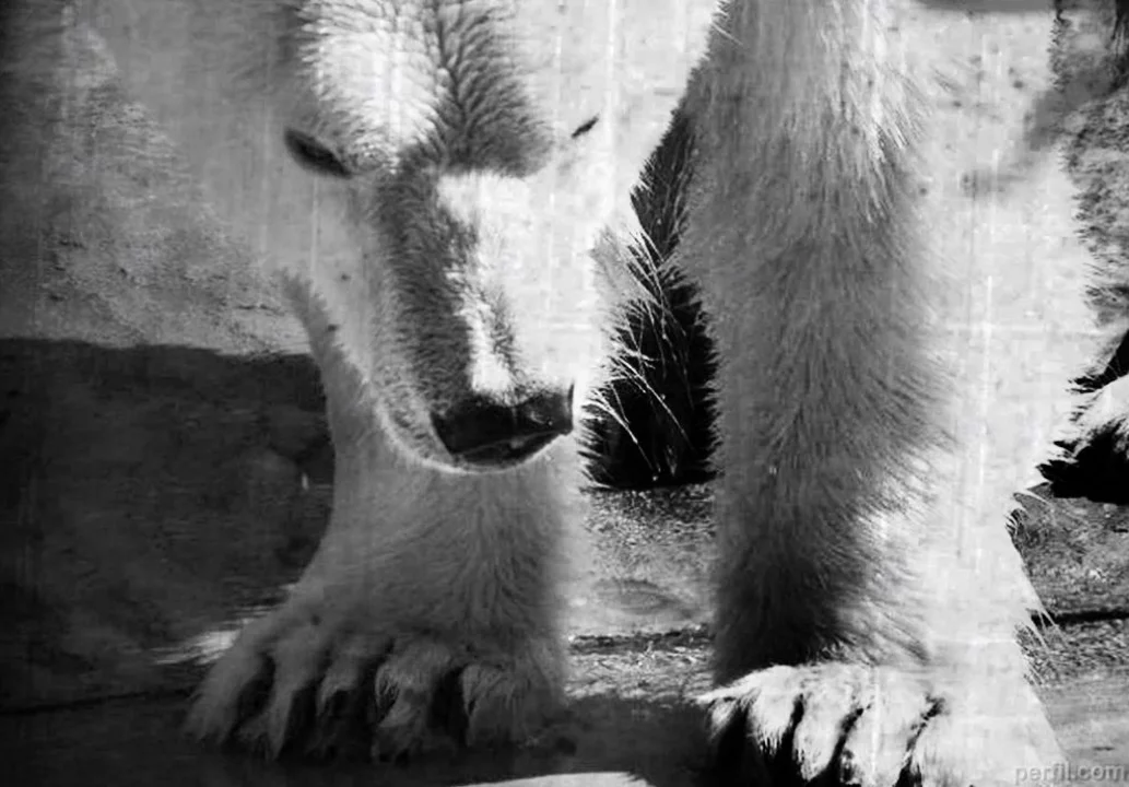 Desde 1990, en el Zoológico se perdieron 31 especies de mamíferos y 72 de aves