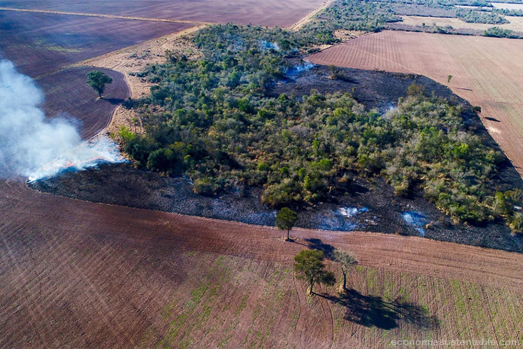 El Sistema de Alerta Temprana de Deforestación presentó su informe de gestión