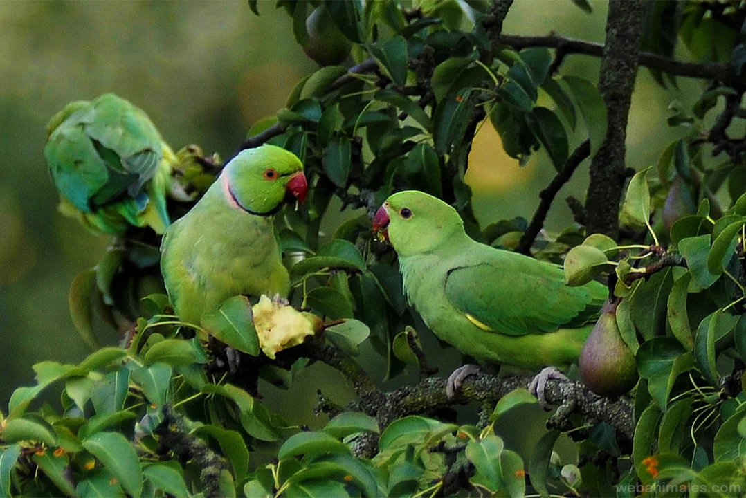 Loros, jaguares, peces, tortugas son algunos de los animales que se sustraen del ecosistema latinoamericano.