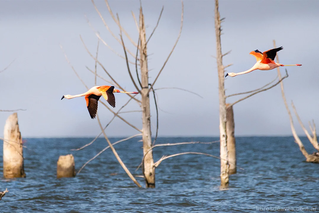 ¿Por qué la Laguna de Mar Chiquita debería ser parque nacional?