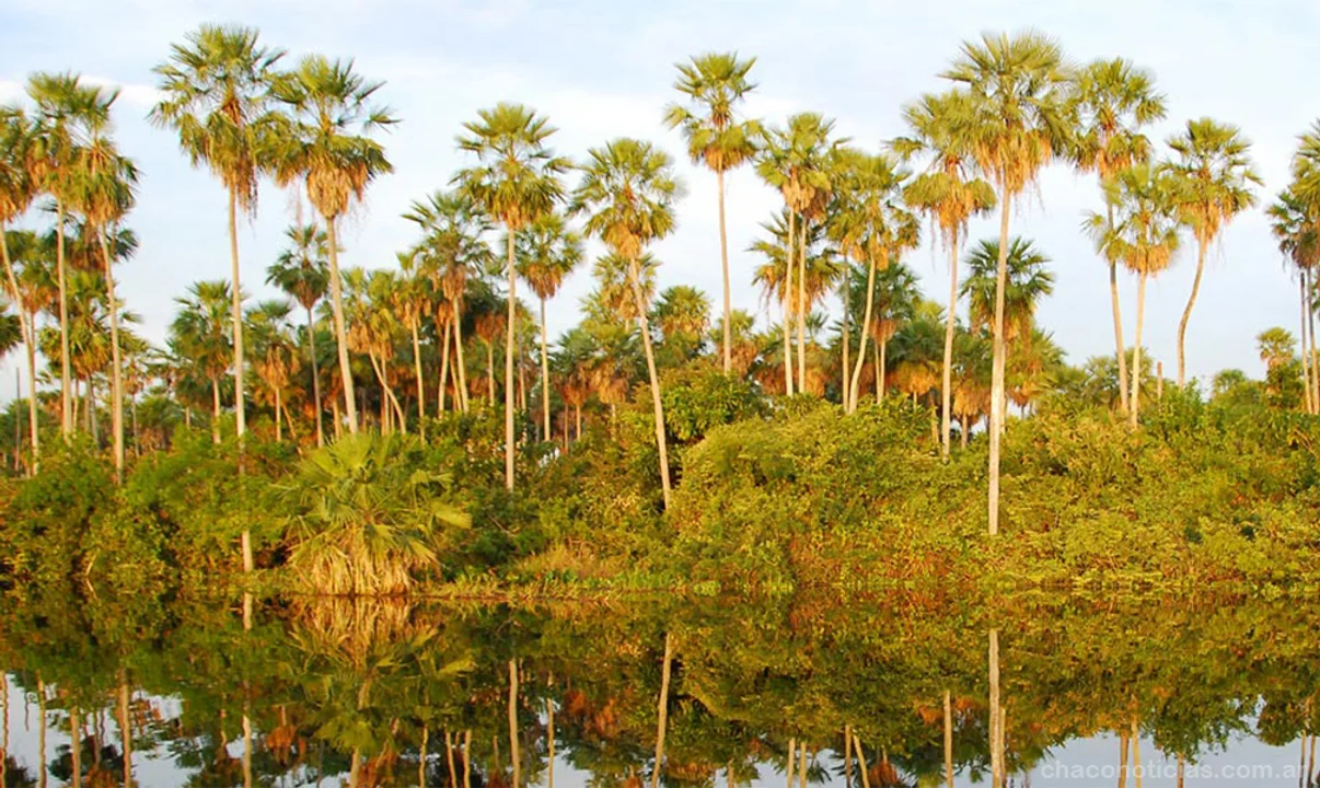 Palmerales de los Humedales Chaco