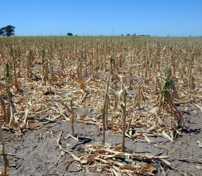 La sequía tendrá un impacto de 20.000 millones de dólares y el campo reclama medidas de alivio para los productores