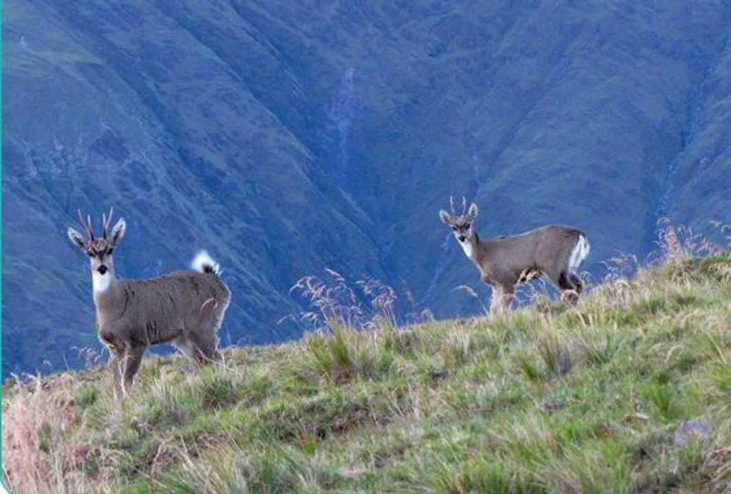 Las tarucas se pueden encontrar en Jujuy, Salta, Tucumán, Catamarca y La Rioja.