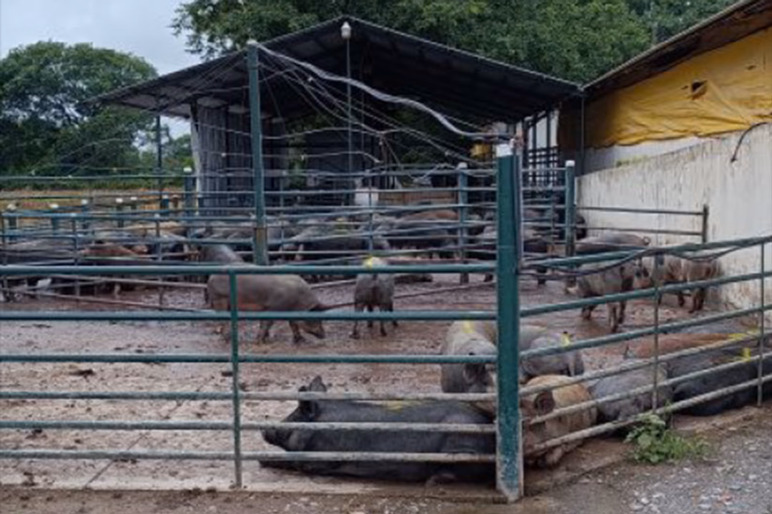 Por trata de personas laboral, imputaron al dueño de Cerdo Negro